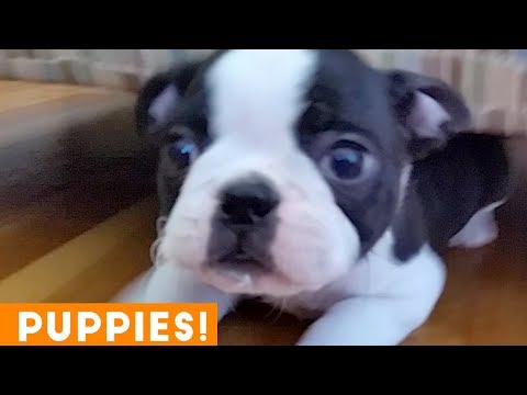 New Year New Puppies Compilation 2019 | Funny Pet Videos