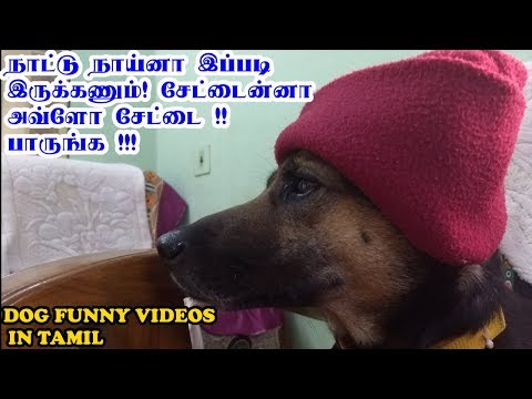 நாட்டு நாய்னா இப்படி இருக்கணும். சேட்டைன்னா அவ்ளோ சேட்டை. பாருங்க | Funny Dog Videos in Tamil