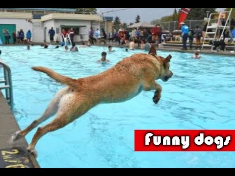 TRY NOT TO LAUGH | Funny Dogs Compilation | Funny Dogs Videos