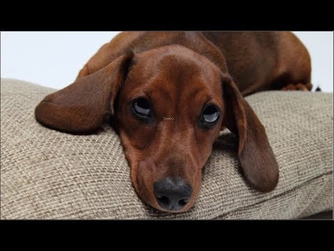 Jealous dog Funniest Jealous Dogs Want All Attention From Owners  Funny dog moments Compilation 2019