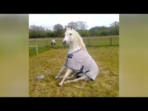 When HORSE & DOG TRAINING goes WRONG – LAUGH HARD at FUNNY VIDEOS