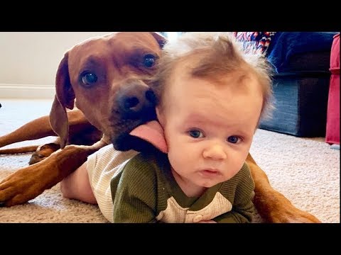Funny Naughty Dogs Playing With Baby – Cute Baby and Dogs Video