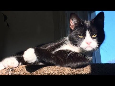 🤣 Funniest  😻 Cats and 🐶 Dogs – Awesome Funny Pet Animals’ Life Videos 😇