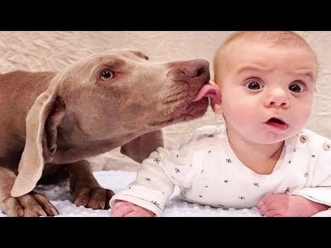 Baby and Dog Fun and Fails – Funny Baby Video