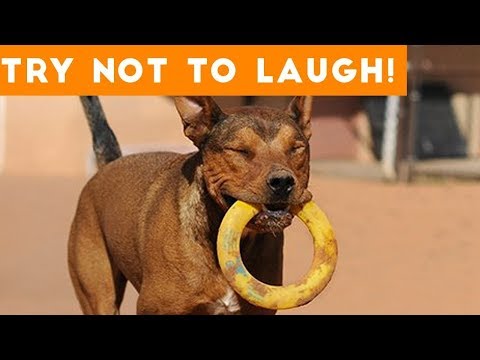 🐶Cute Dogs Doing Funny Things 2019🐶 – Funniest Dog Videos Compilation