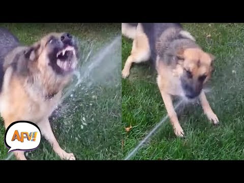 Proof Dogs Are REALLY Weird  | AFV Funniest Dog Videos 2018