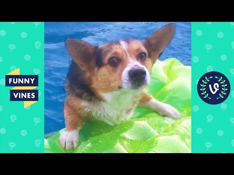 TRY NOT TO LAUGH – Cute DOG Videos | Funny Videos January 2019