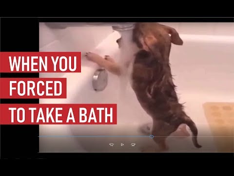 Funniest  #Dogs and Cats P3 #Awesome Funny Pet Animals' Life Videos 2019 – Kazzan Animal