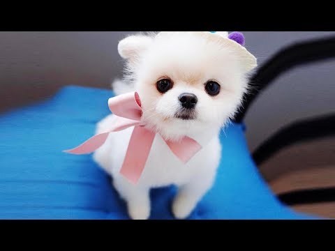 Funny and Cute Dog Compilation  –  Funny Dog Video