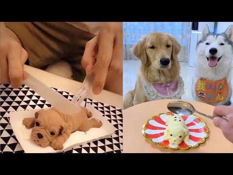 Dog Reaction to Cutting Cake – Funny Dog Cake Reaction Compilation