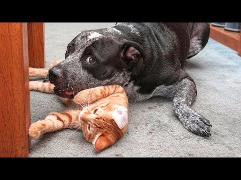 😻 Cats and 🐶 Dogs | Awesome Funny Pet Animals Videos
