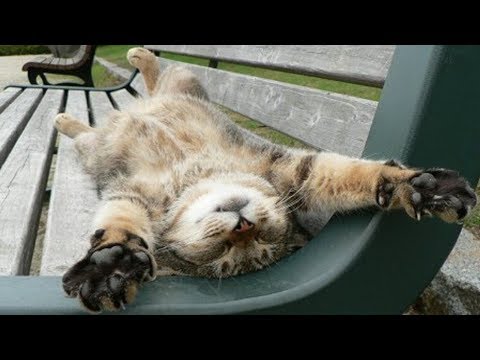 Cute And Funny Cats And Dogs Videos – Tik Tok Dog And Cat Funny