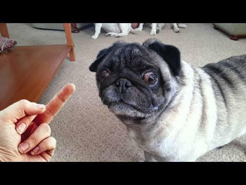 Dog Really Hates Middle Finger – Compilation NEW