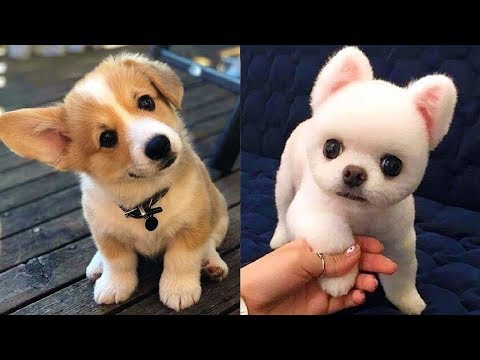 Cute Puppies – Funny Baby Dogs – Funny Puppy Video – Funny Dog Videos