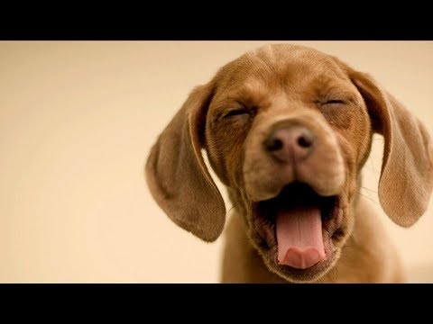 Funny Dog Vines Try Not To Laugh Clean – Tik Tok Animal Videos