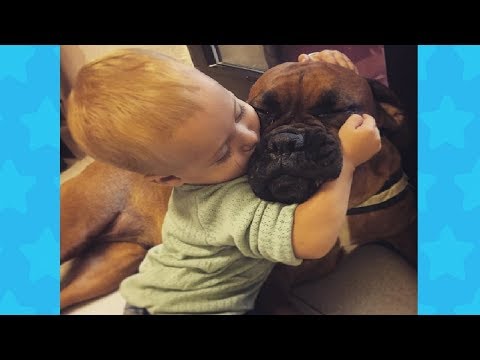 Friendly Boxer Dogs and Babies are good friends | Funny Dog and Baby Video