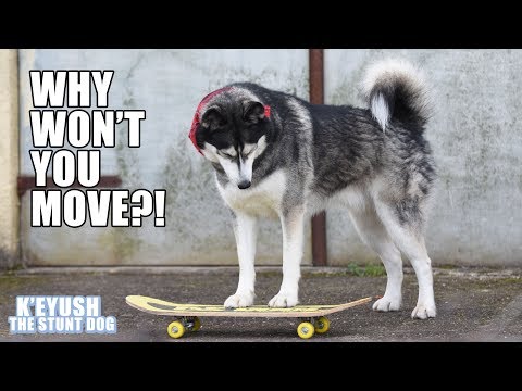 My Husky Argues With A Skateboard! Funny Dog Learning To Skate