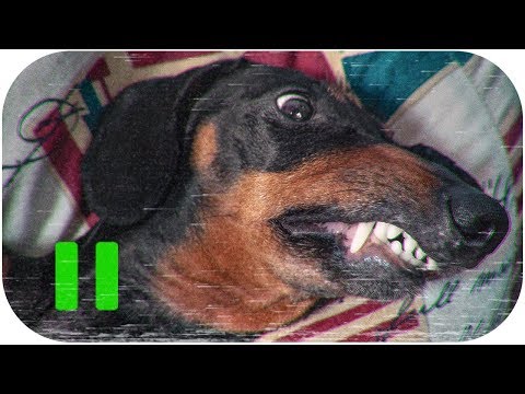 The most biting dog! Funny dachshund video!