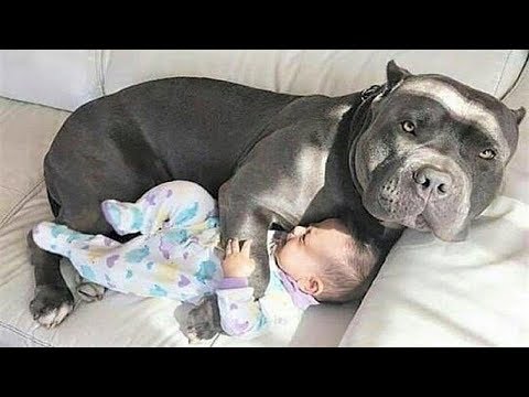 CUTE Nanny Dogs and Babies | Funny Dog loves Baby