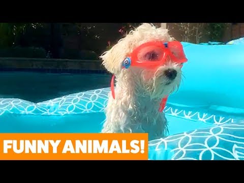 Funniest Pets & Animals of the Week | Funny Pet Videos