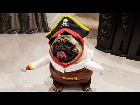 Funny Dog Trying Costumes –  Funniest Dog Video