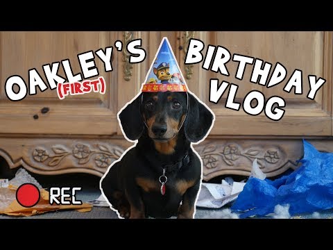 Ep 2: Oakley the Dachshund's BIRTHDAY VLOG – Funny Dog Video