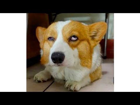 FUNNY DOGS, prepare yourself to CRY WITH LAUGHTER! 😂🐶 🤣 Best DOG VIDEOS