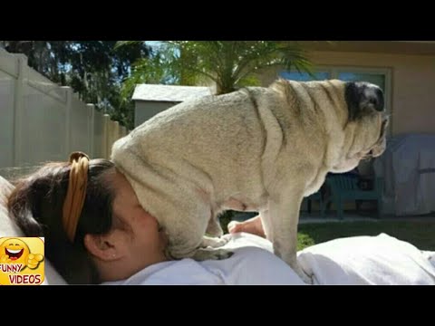 The funniest dogs in the world 2019 [HD]. Videos of very funny dogs