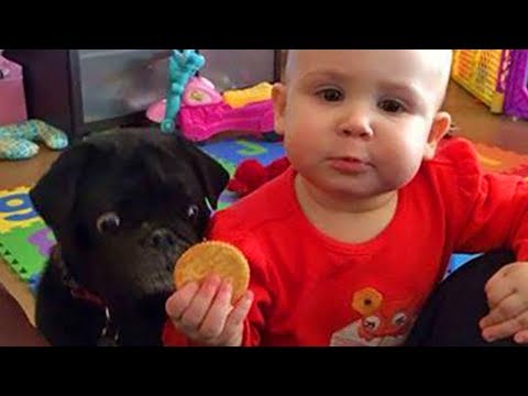 Adorable Babies 👶 Playing With Dogs 🐶 and Cats 😽 Funny Babies Compilation 2019