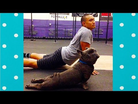 Amazing! Funny Dogs Doing Gym | Top Dogs Video Compilation