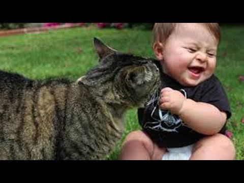 Cute Cats and Dogs 2019 ✪ Best Funny Pet Videos #11