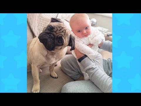 Adorable Pug Dogs and Babies | Funny Dogs loves Baby Videos