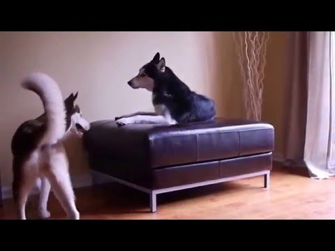Two talking Huskies argue like human siblings would! – Funny Dog Videos