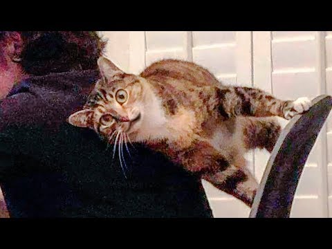 😁 Funniest 😻 Cats and 🐶 Dogs – Awesome Funny Animals Life Video 😇