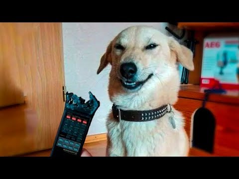 🤣 Funniest 🐶 Dogs And 😻Cats – Try Not To Laugh – Funny Pet Animals' Life 😇