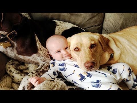 Funny Dogs Playing And Protecting Babies Compilation|| Funny Video