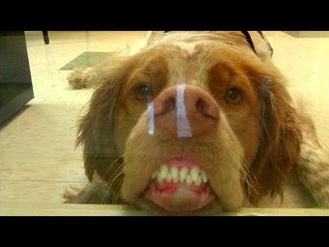 Funny Dogs | Dog funny moments  Cutest Dog Videos Compilation