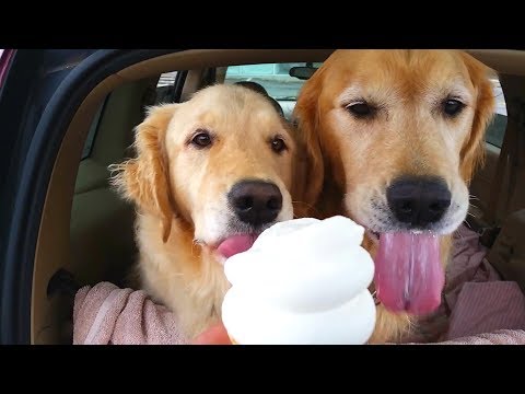 10 Funniest Dogs Eating Ice Cream Compilation