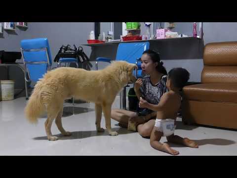 TRY NOT TO LAUGH VIDEO COMPETITION 2019 – FUNNY DOG PLAYING WITH FUNNY BABY