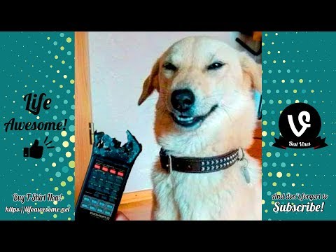 Funniest Dogs Fails Compilation 2019 | TRY NOT TO LAUGH or GRIN