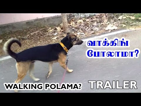 வாக்கிங் போலாமா? | Walking Polama? | Official Trailer | Funny Dog Videos in Tamil