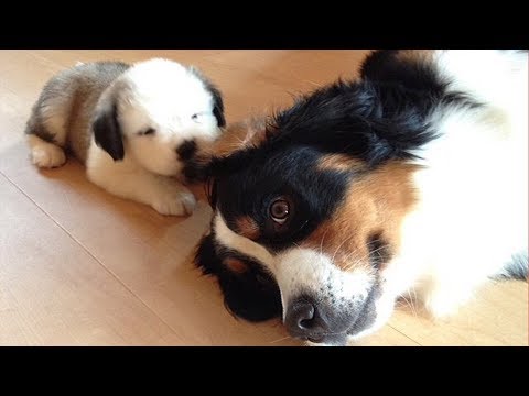 Cutest Dogs And Puppies In The World – Funny Videos Of Puppies Compilation – Puppies TV