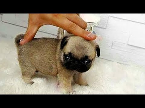 Cute Cats and Dogs 2019 ✪ Best Funny Pet Videos #9