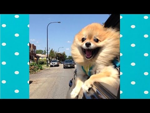 Funny and Cute Pomeranian Compilation||FUNNY DOGS VIDEO