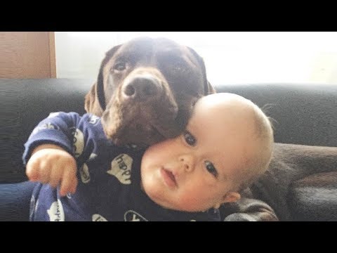 Funny Baby and Dog Fails Moments –  Baby and Dog Videos