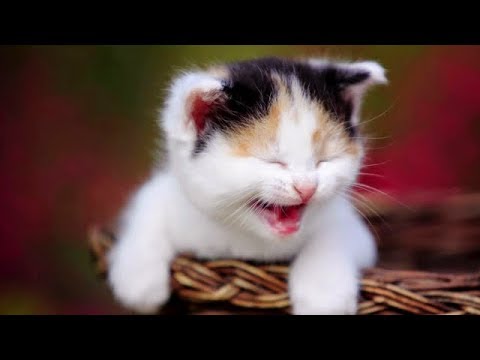 Cute Cats and Dogs 2019 ✪ Best Funny Pet Videos #16