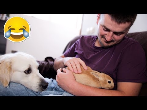 My Funny Dog is Jealous of Me When I Pet Cute Rabbit