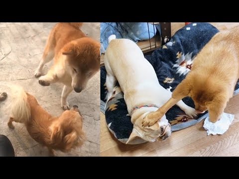 Funny Dog Try Not To Laugh Challenge – Cute And Funny Dog Compilation