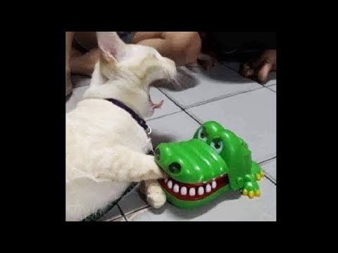 Awesome Funny Animals Compilation, Funniest Cat And Dog Videos, Try Not To Laugh!