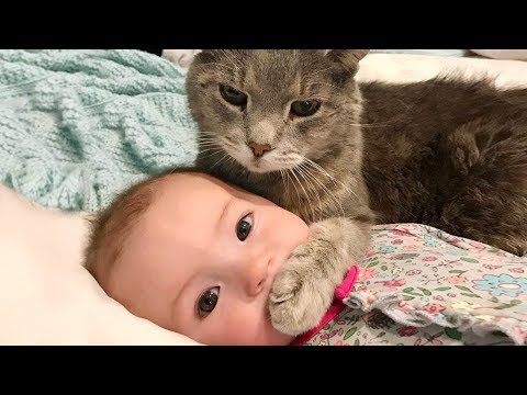 Baby and Cat Fun and Fails – Funny Baby Video
